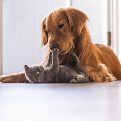 Honden- en kattenkweker/handelaar