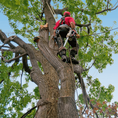Tree manager